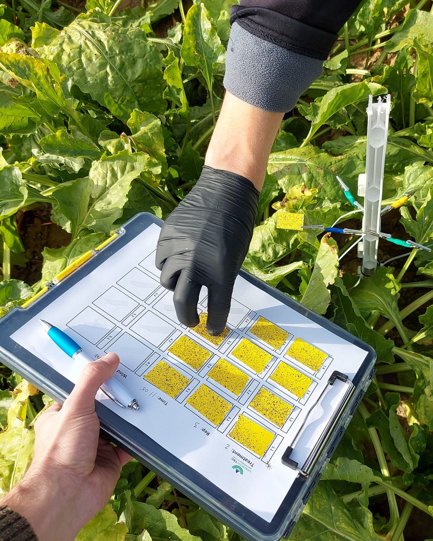 Trial with the Institut Technique de la Betterave (ITB) in France